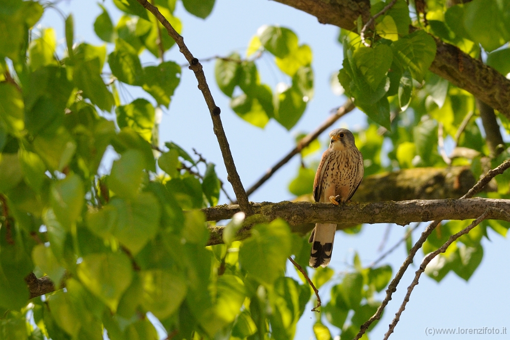 107804 Falco tinnunculus (Gheppio, maschio).jpg